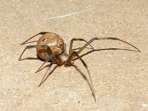 brown widow spider