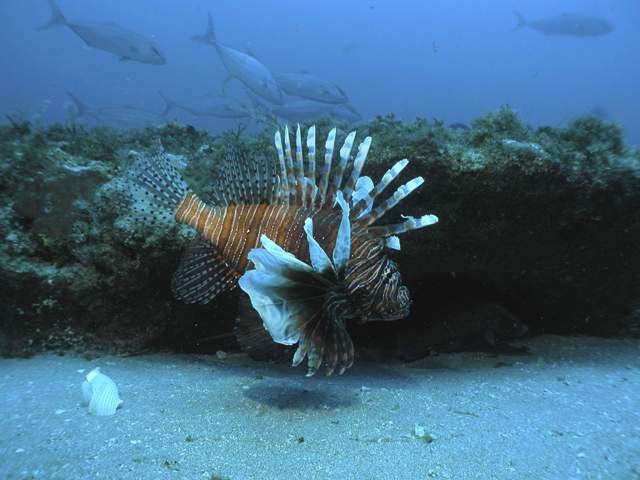 lionfish