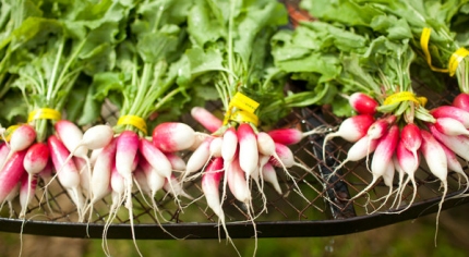 NYT_radishes