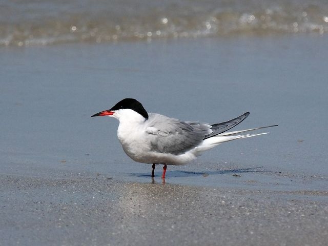 common_tern